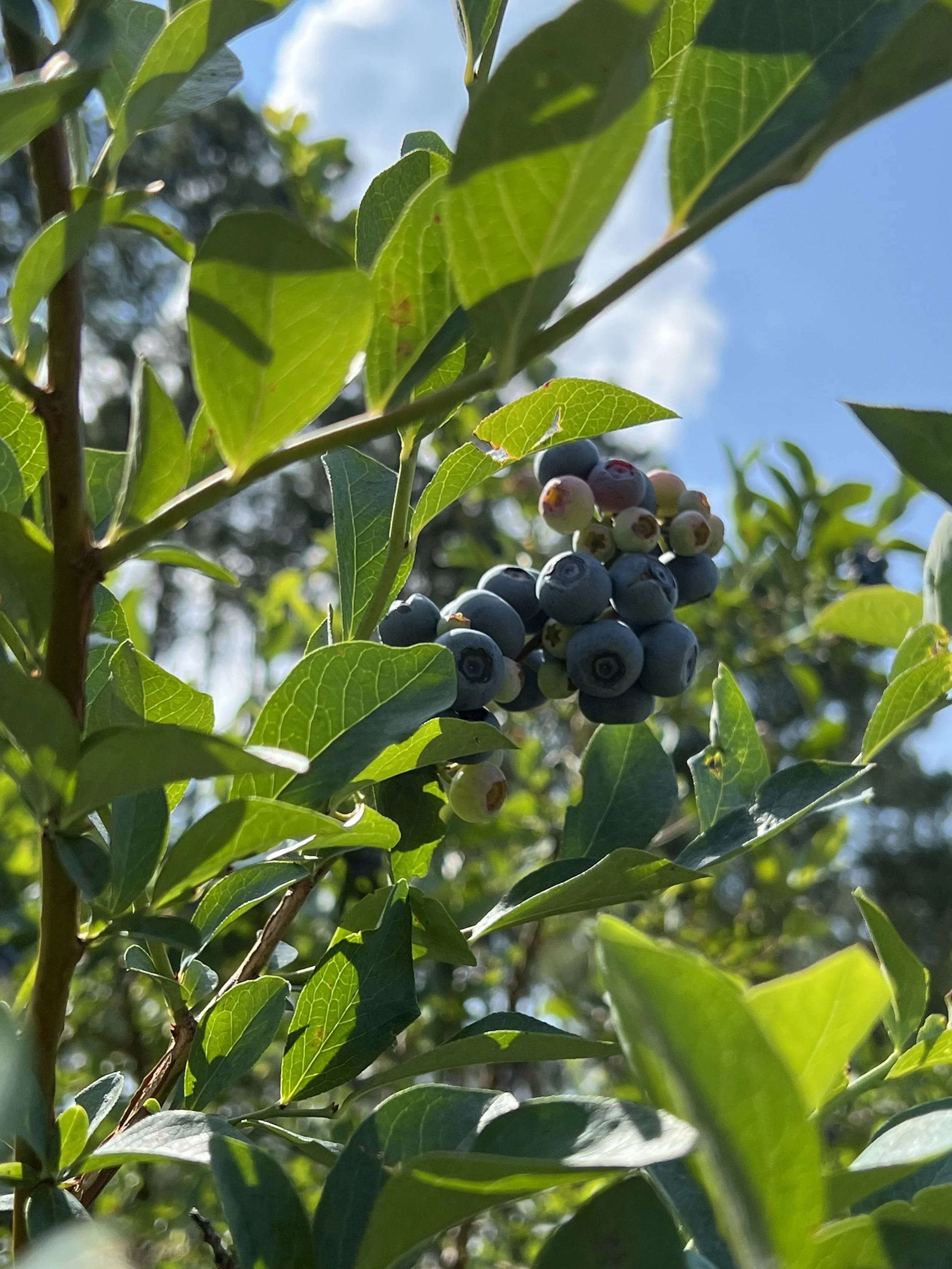 Savor Summer at Our Blueberry Brunches
