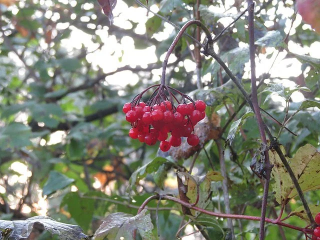 cranberrybush.jpg