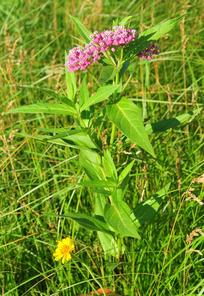 swampmilkweed2.jpg