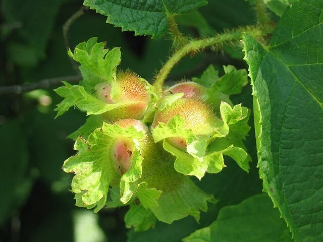 B6. Corylus americana, American hazelnut
