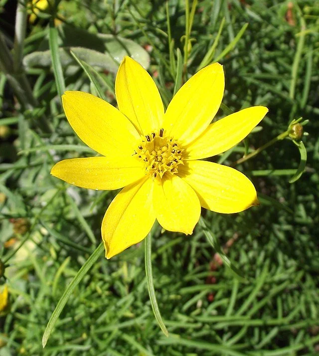 Coreopsis_verticillata_'Zagreb'.jpg