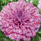 A6. Dahlia, go go speckled compact decorative dahlia