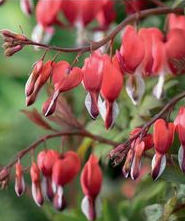 A10. Dicentra, Valentine red bleeding heart