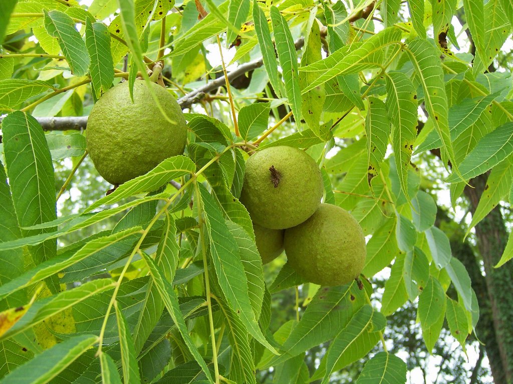 blackwalnut2.jpg