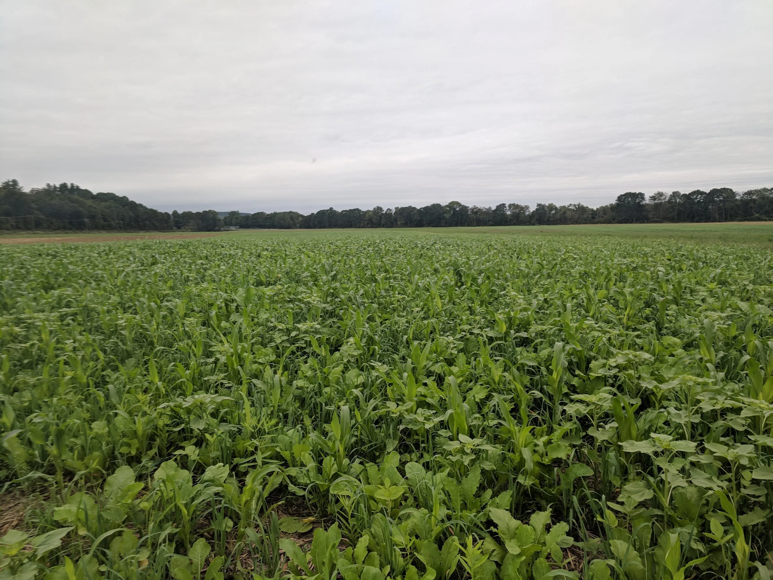 Cover Crop Seed Mixes for Soil Health are back! 