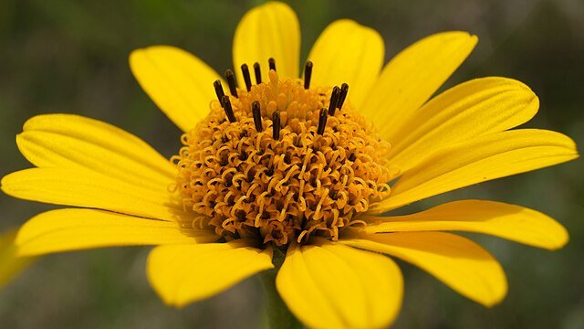 2026 Spring Plant Sale