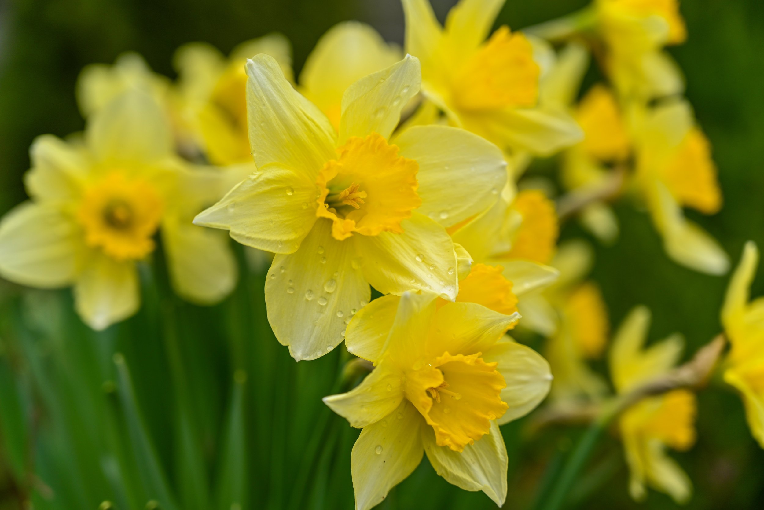 Fall Flower Bulb Sale 2026