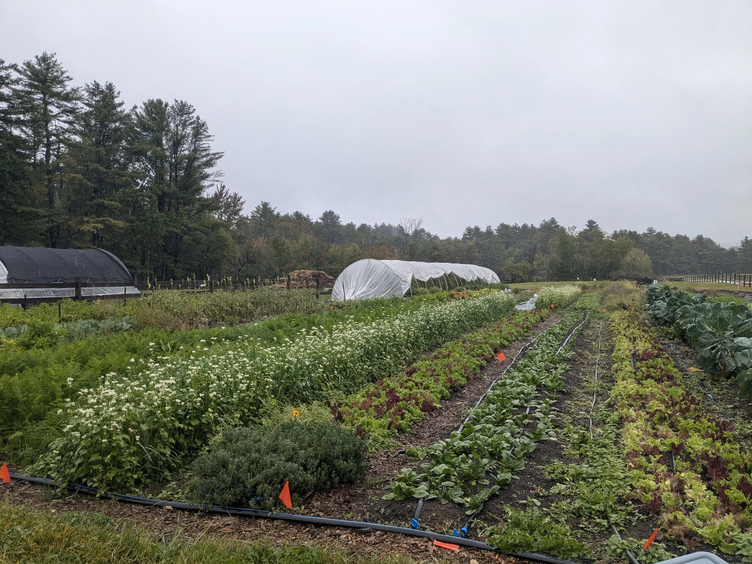 Soil Health and Rainwater Collection for Irrigation