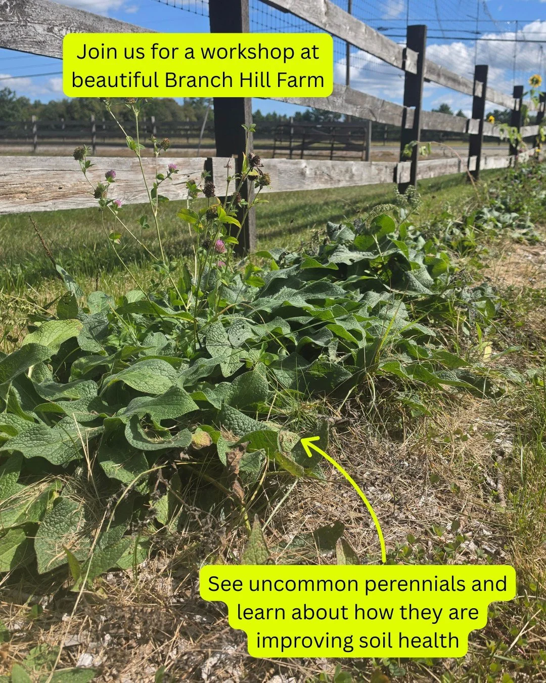 🌱 Join us at Branch Hill Farm for a farm tour on climate resilience! 🌱

📅 Tuesday, October 13th | 4:00 PM
📍 307 Applebee Road, Milton Mills, NH

See how local farms are putting climate-smart practices to work:
💧 A rainwater collection system on 