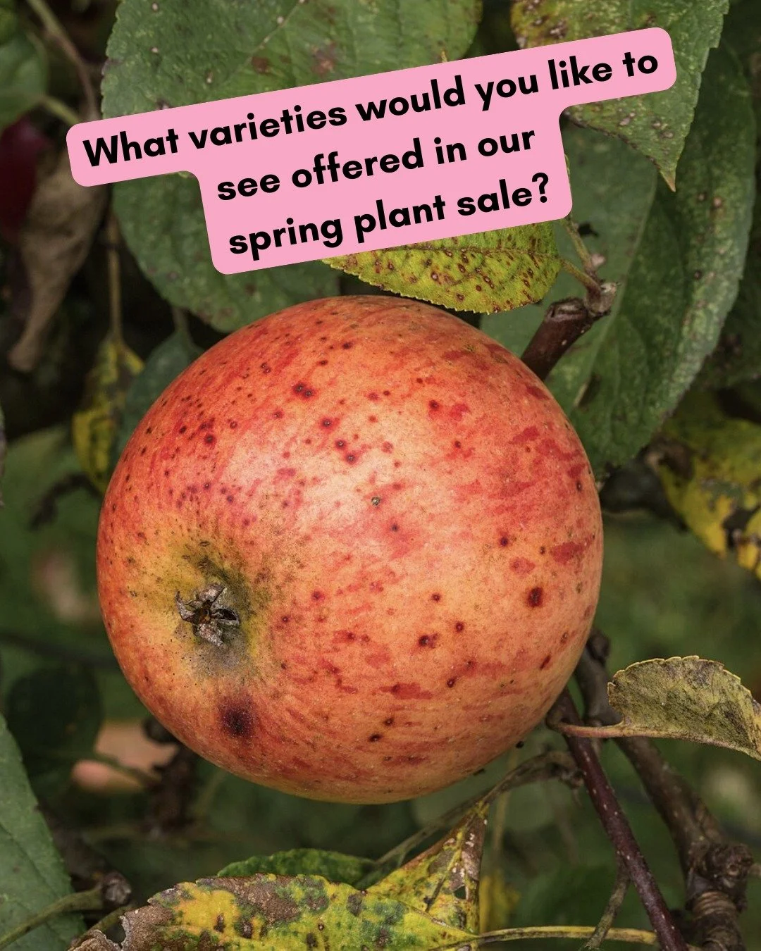 Yup we're already thinking about spring! What species &amp; varieties of plants would you like to see available in our annual spring plant sale? Heirloom fruit trees? Perennial flowers, berries, native trees and shrubs... let us know with a comment!