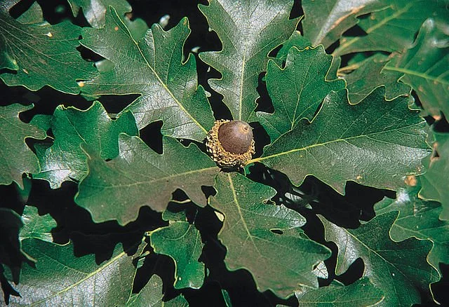 B10. Quercus macrocarpa, bur oak