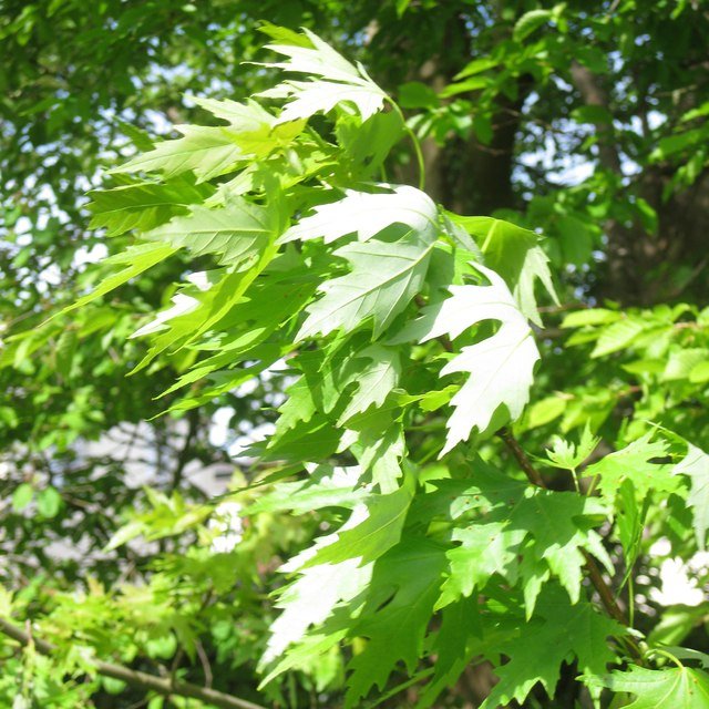 silvermaple1.jpg