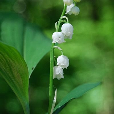 lilyofthevalley2.jpg