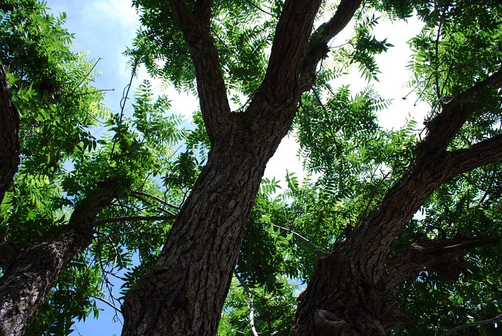 blackwalnut1.jpg