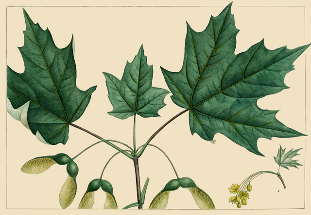 B2. Acer saccharum, sugar maple