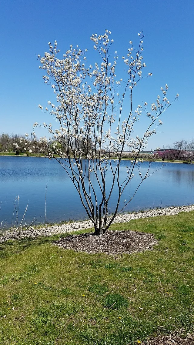 B3. Amelanchier laevis, alleghany serviceberry