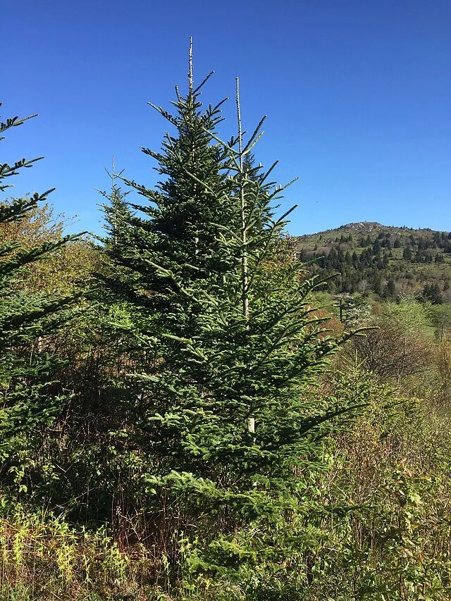 B1. Abies fraseri, fraser fir