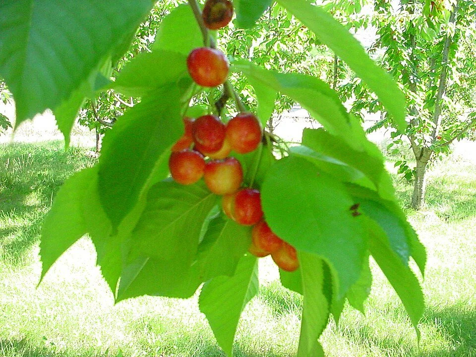 C6. Rainier cherry tree