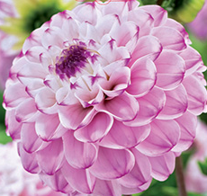 A5. Dahlia, genova ball dahlia