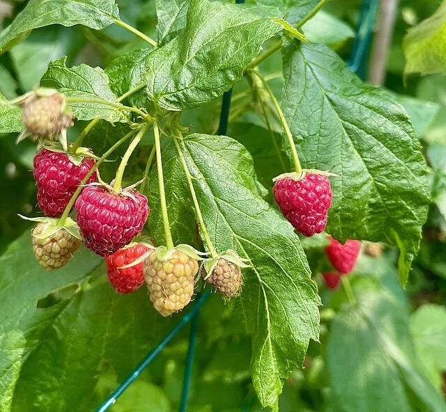 D4. Heritage Raspberry