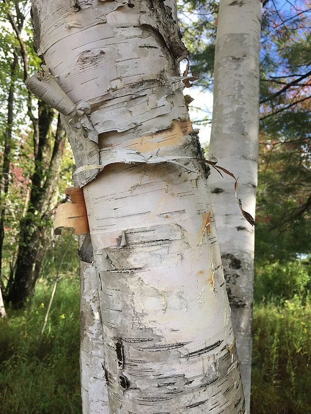 white birch.jpg