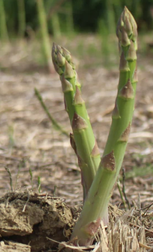 D3. Millenium Asparagus