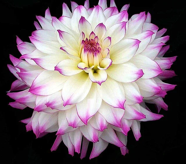 A7. Dahlia, ferncliff illusion dinnerplate dahlia