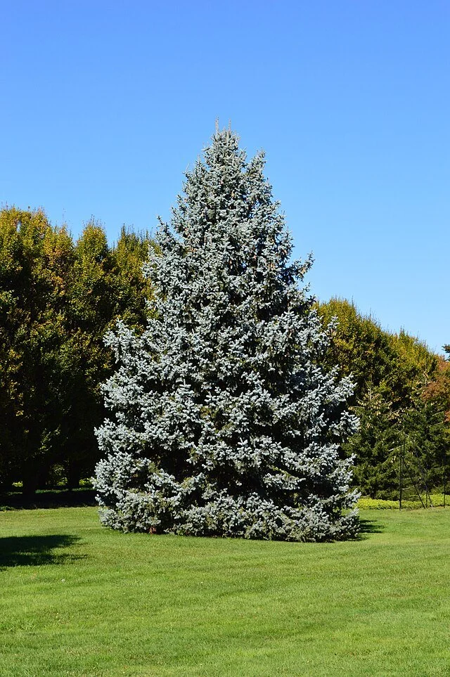 B9. Picea pungens glauca, Colorado blue spruce