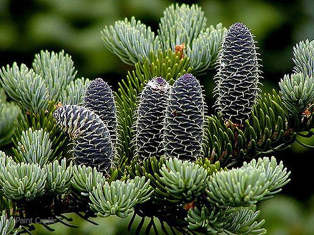 balsamfir2.jpg