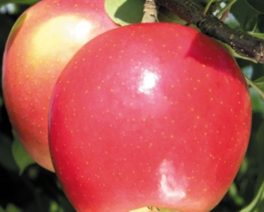 C1. Daybreak Fuji apple tree