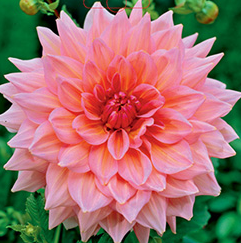 A8. Dahlia, Otto's thrill dinnerplate dahlia