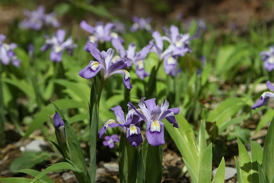 A15. Iris cristata, dwarf crested iris