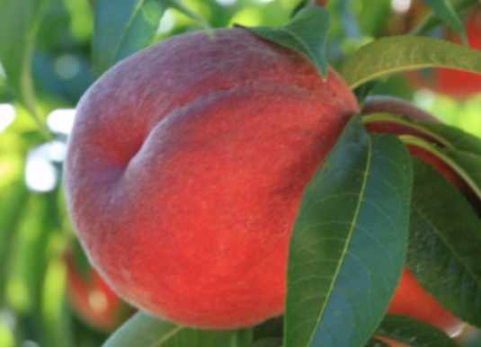 C4. Evelynn peach tree