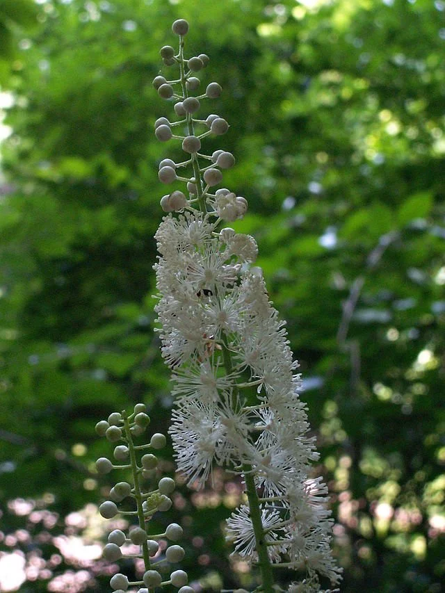 A1. Actea, Black Cohosh Bugbane