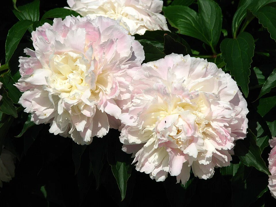 A19. Paeonia lactifolia, Shirley Temple garden peony