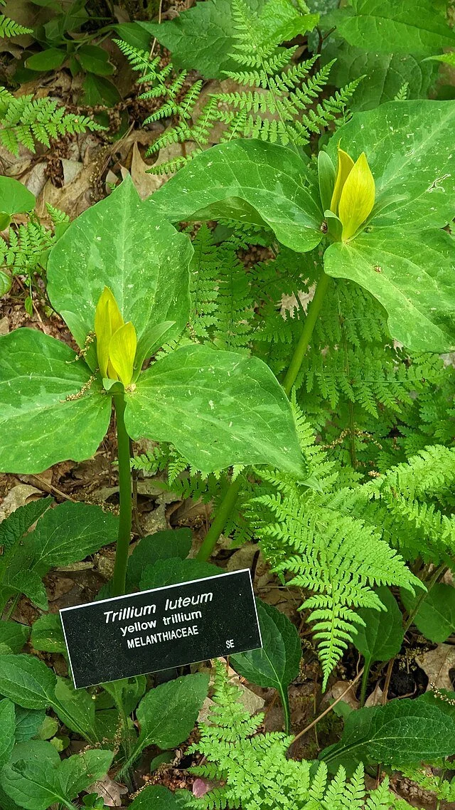 A24. Trillium luteum, yellow wakerobin