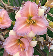 A14. Hemerocallis, bloomfinity blushing bluebell daylily