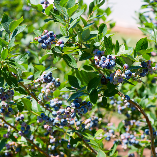 C08. Elliott Blueberry