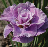 pink parfait iris.png
