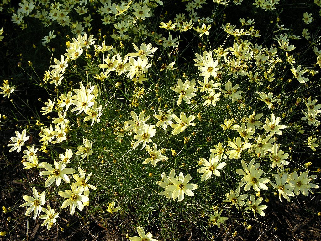 moonbeamcoreopsis2.jpg