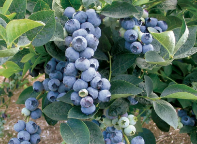 D5. Bluegold Blueberry