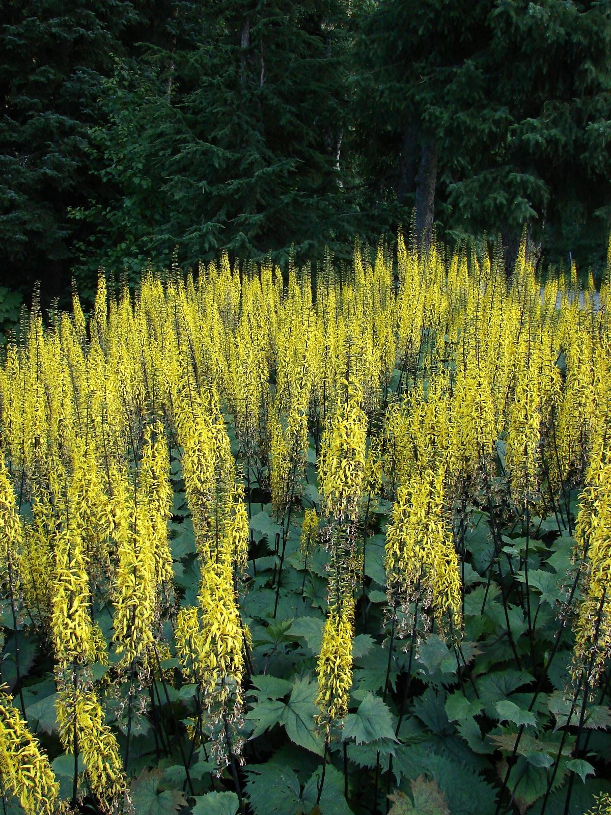 ligularia2.jpg