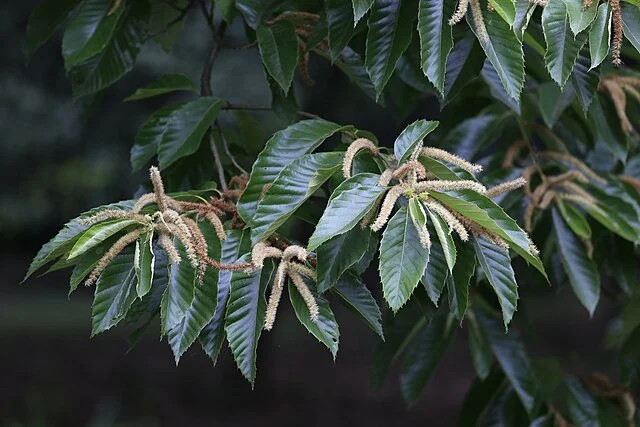 chinese chestnut.jpg