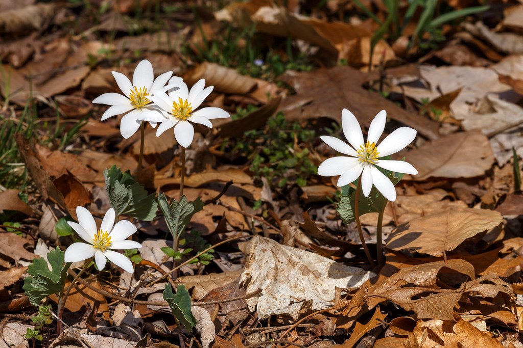 bloodroot2.jpg