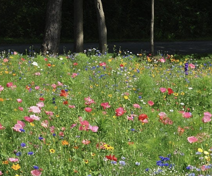 E3. Pollinator Wildflower Seed Mix for the Northeast, 1/4 lb