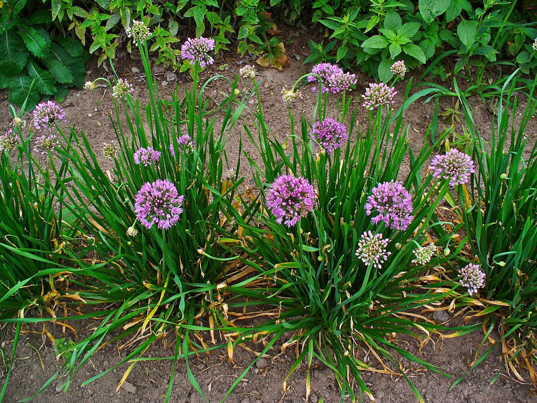 milleniumallium2.jpg