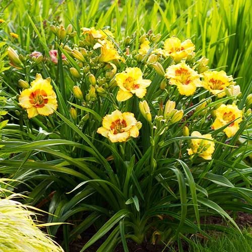 irresistablecharmdaylily2.jpg