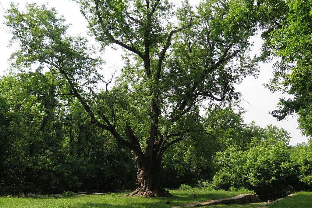 silvermaple2.jpg