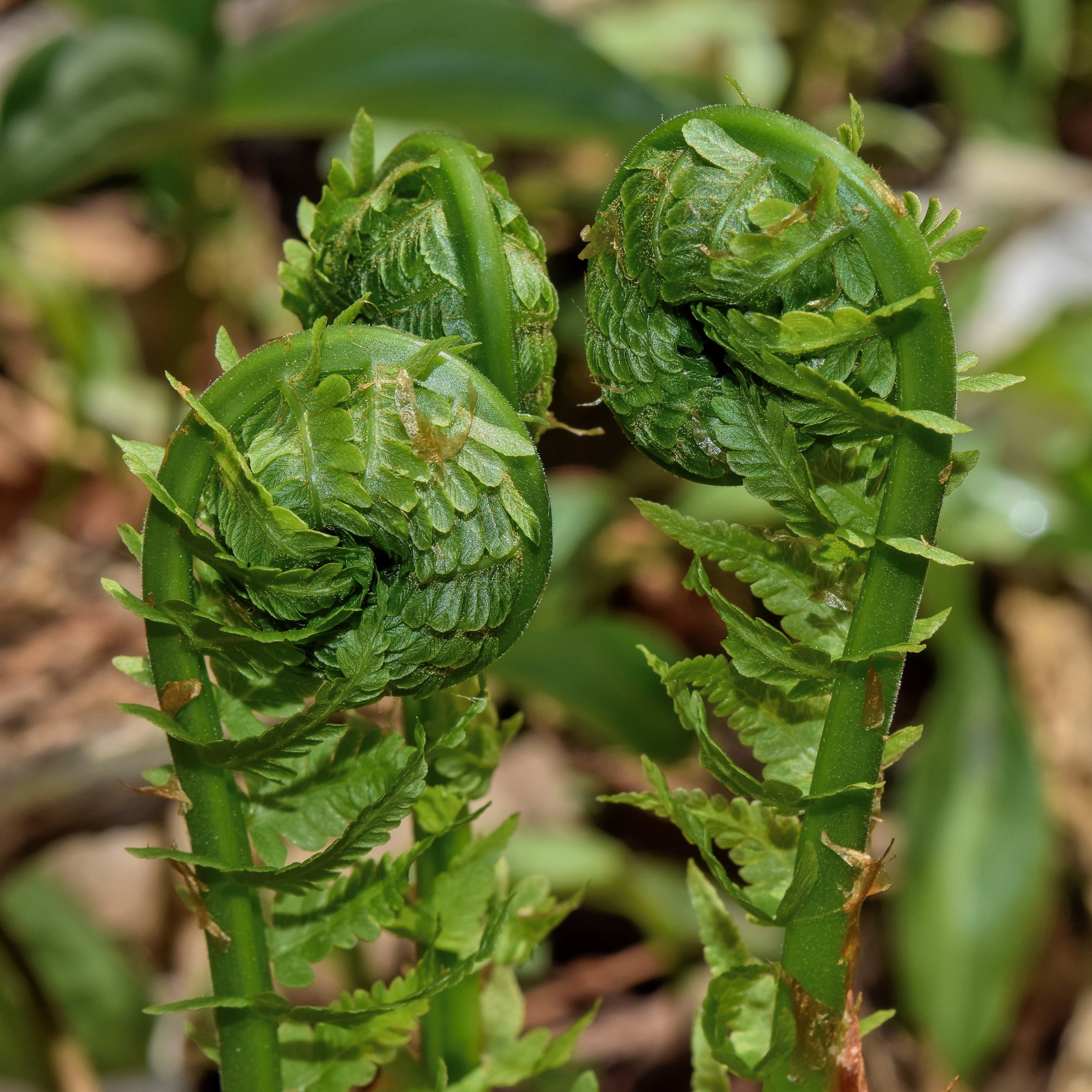fiddleheadfern1.jpg