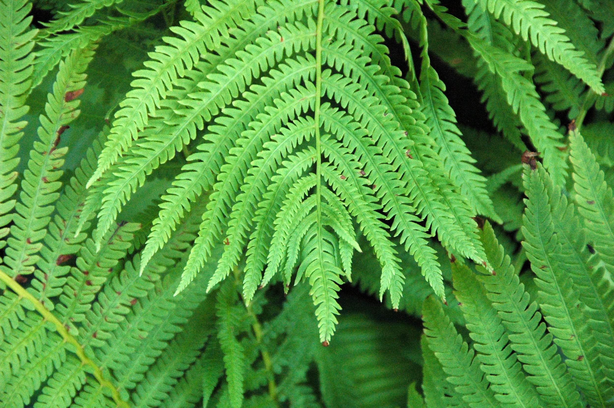 fiddleheadfern2.jpg